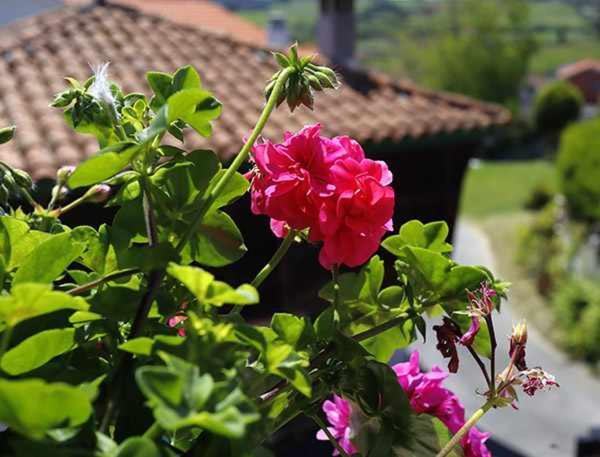 Casa Rural La Tayuela Luanco Εξωτερικό φωτογραφία
